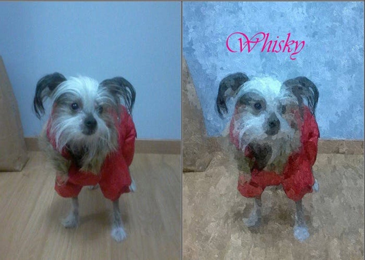 Perro Oleo 700x500