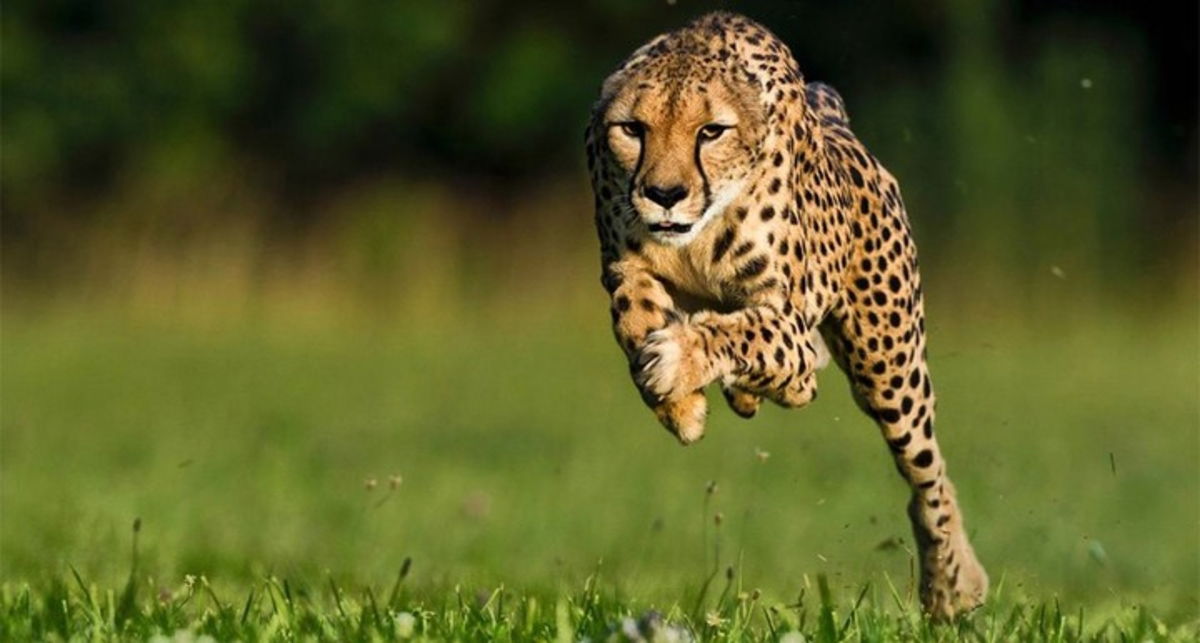 Conoce algunos de los animales más curiosos y sorprendentes