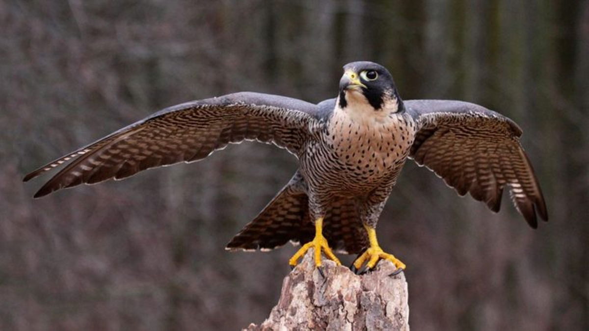 Conoce algunos de los animales más curiosos y sorprendentes