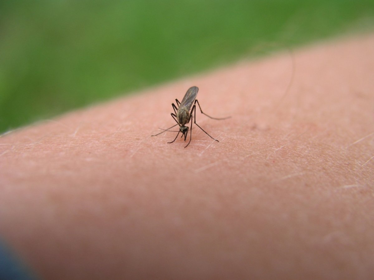 5 cosas que hacen que los mosquitos te piquen más