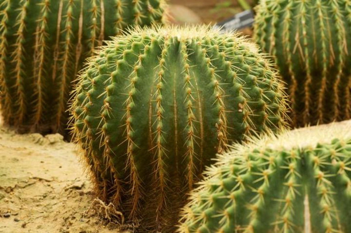 La evolución hace cosas tan increíbles como estas