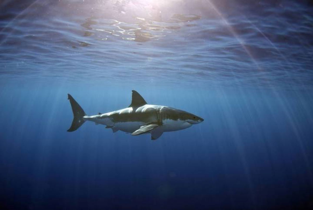 Por qué nunca verás tiburones blancos en un acuario