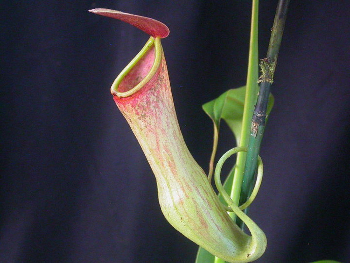 ¿Por qué hay plantas carnívoras?