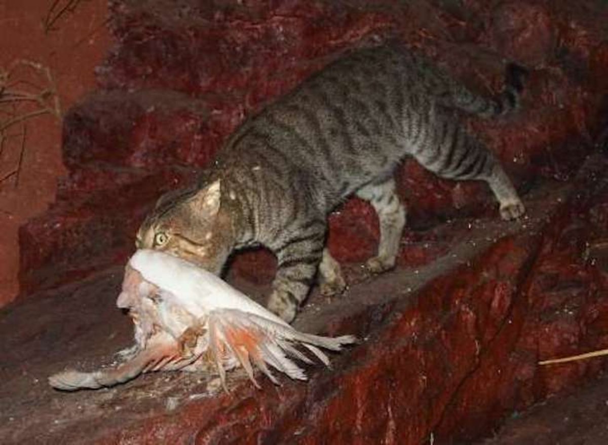 El depredador más peligroso de Australia no es el tiburón o la serpiente, sino el gato
