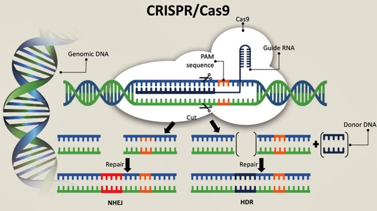 CRISPR, descubre una nueva forma de curar enfermedades