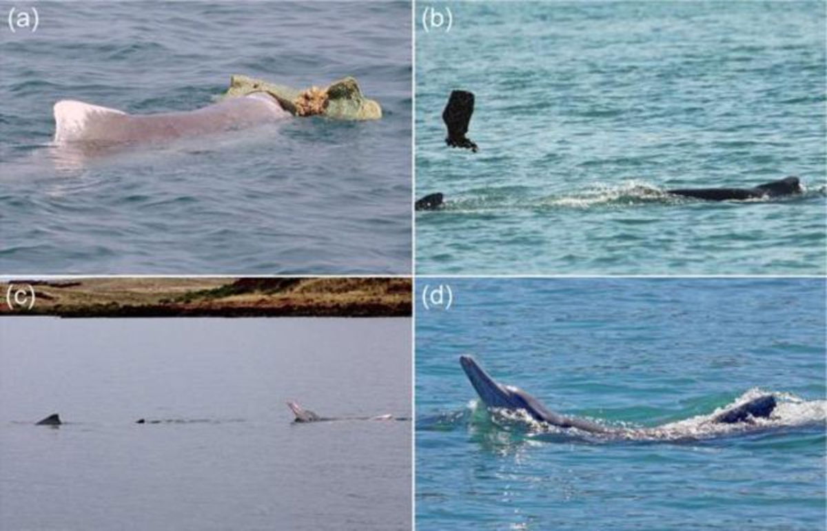 ¿Te suena de algo? Así actúan los delfines machos para enamorar a las hembras