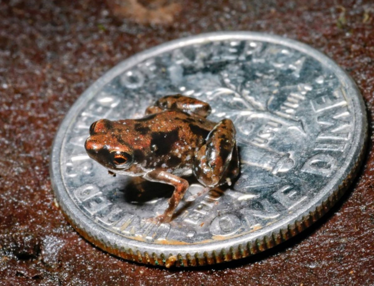 Cada especie animal tiene su propia miniatura