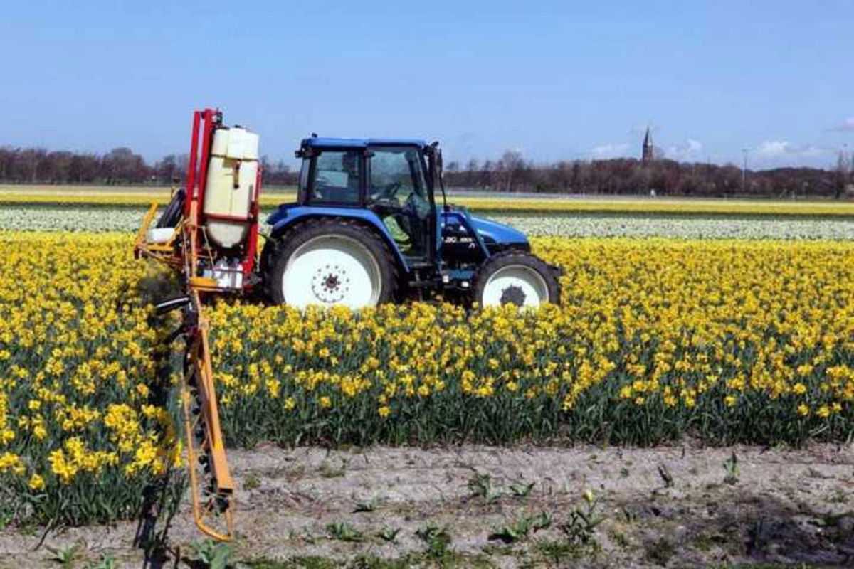 Así es cómo el uso de pesticidas está afectando a las abejas