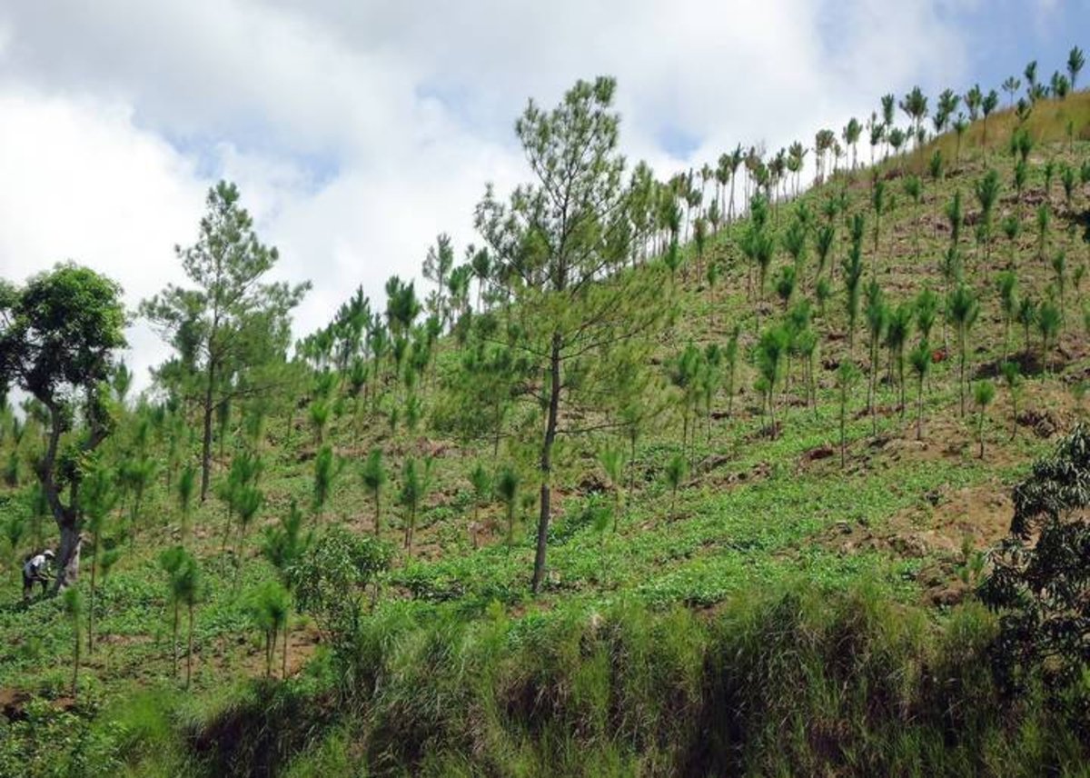 La reforestación más grande de la historia ya tiene lugar, fecha y cifras confirmadas