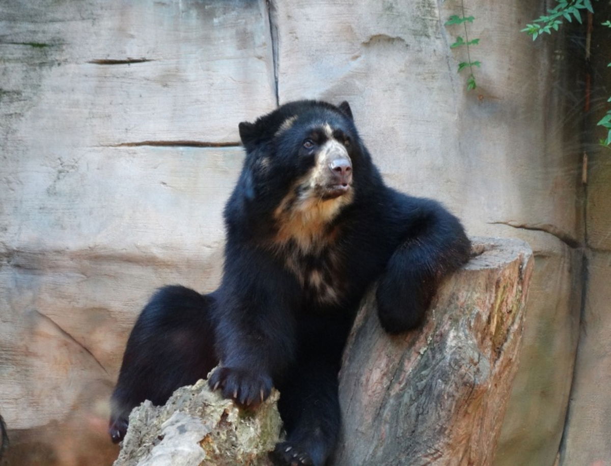 Las razas de oso más populares en el séptimo arte