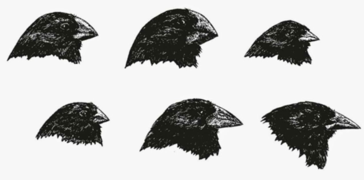 Las ratas de Nueva York son los nuevos pinzones de Darwin