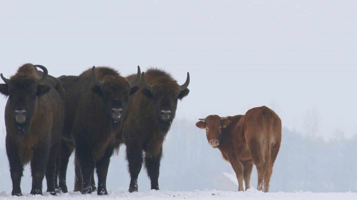 La vaca rebelde que se fue a vivir con los bisontes