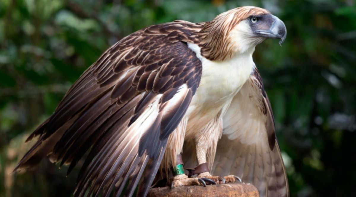 Estas son algunas de las aves más amenazadas del mundo