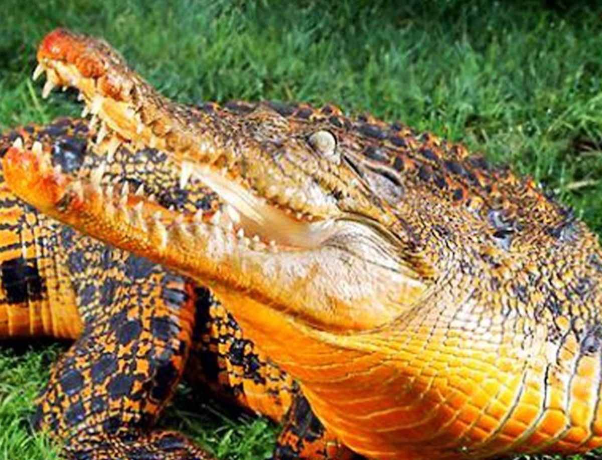 Nace una nueva especie: Los cocodrilos naranjas que nadan en caca de murciélago