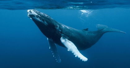 ¿Por qué algunos animales marinos son tan grandes? ¿Por qué algunos animales marinos son tan grandes?