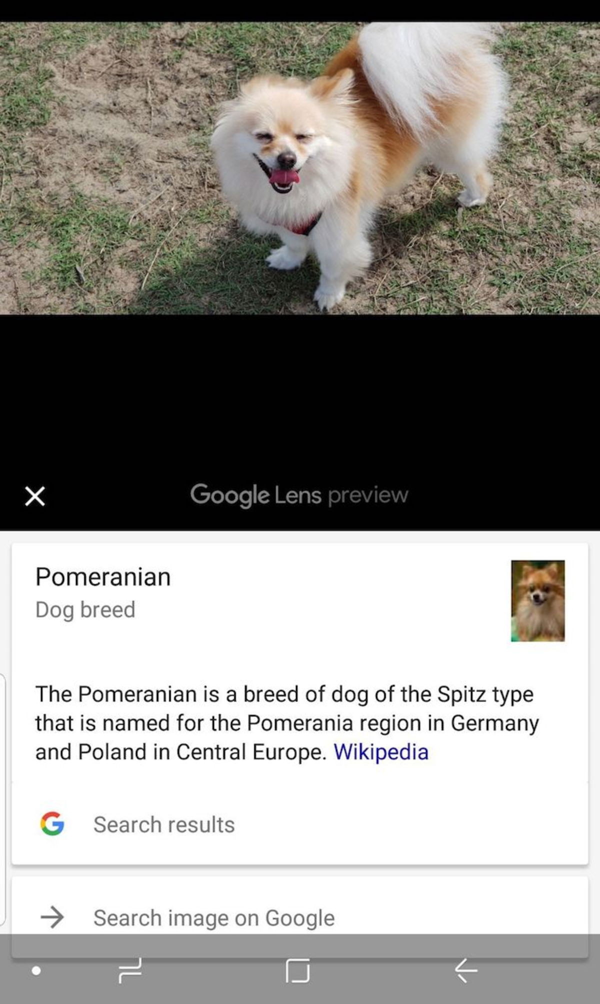¿Es un braco o un pointer? Haz una foto y Google hará el resto