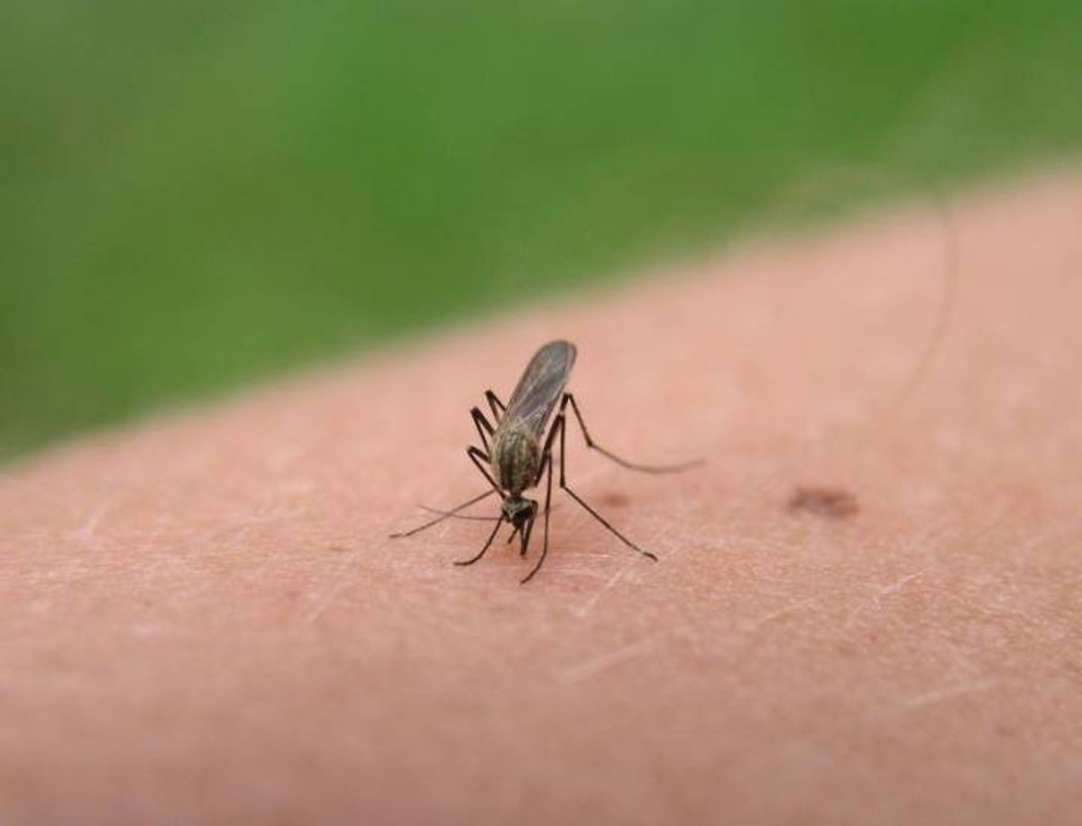 Evitar picaduras de mosquito con prendas de grafeno, así es posible