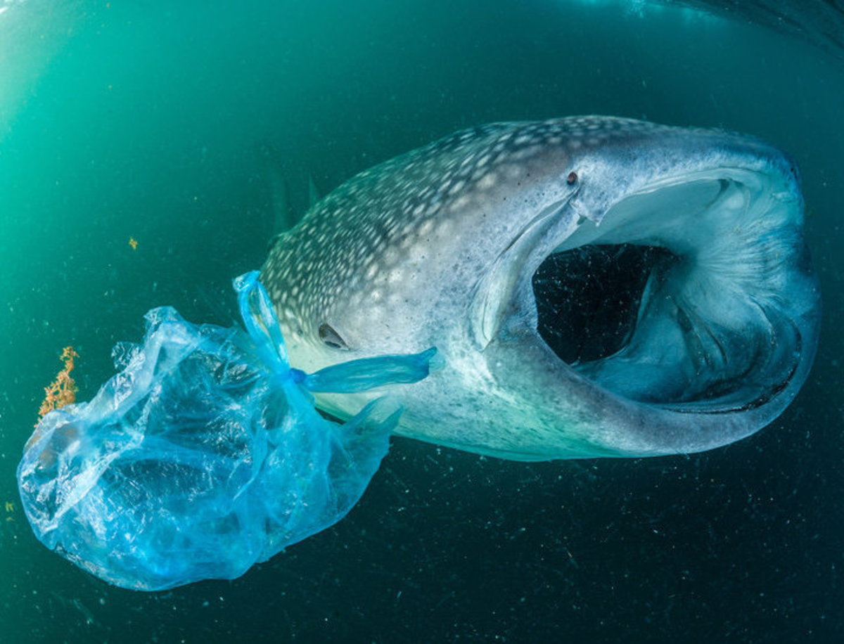 Crean un robot que limpia los microplásticos presentes en los mares y océanos