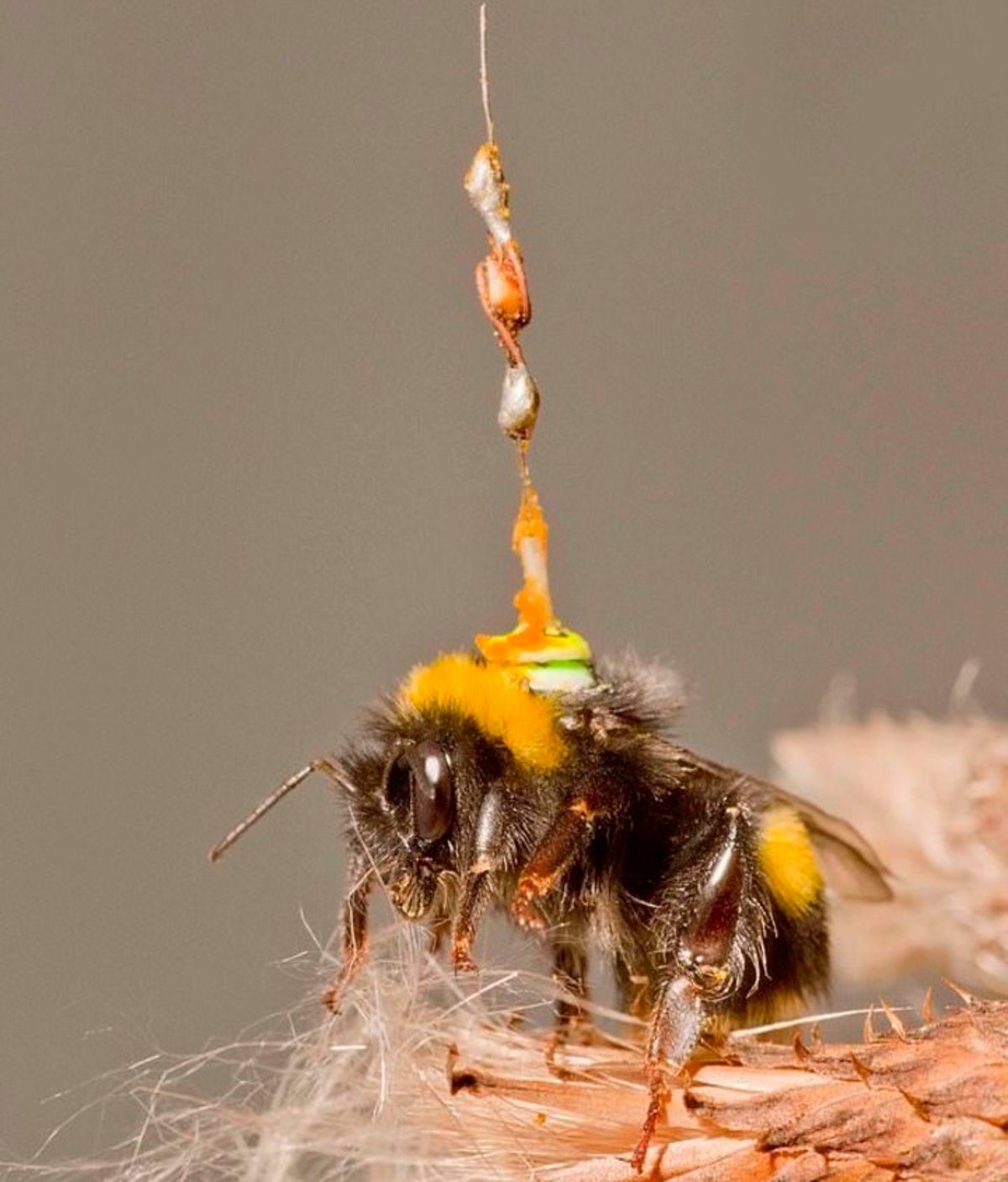 Qué relación hay entre la instalación de antenas a abejas, coches autónomos y drones