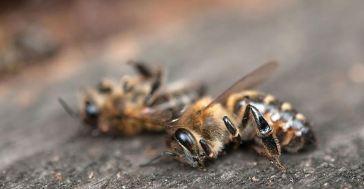 La Antártida alcanza los 20º: cómo más del 50% de las especies mundiales se extinguirán