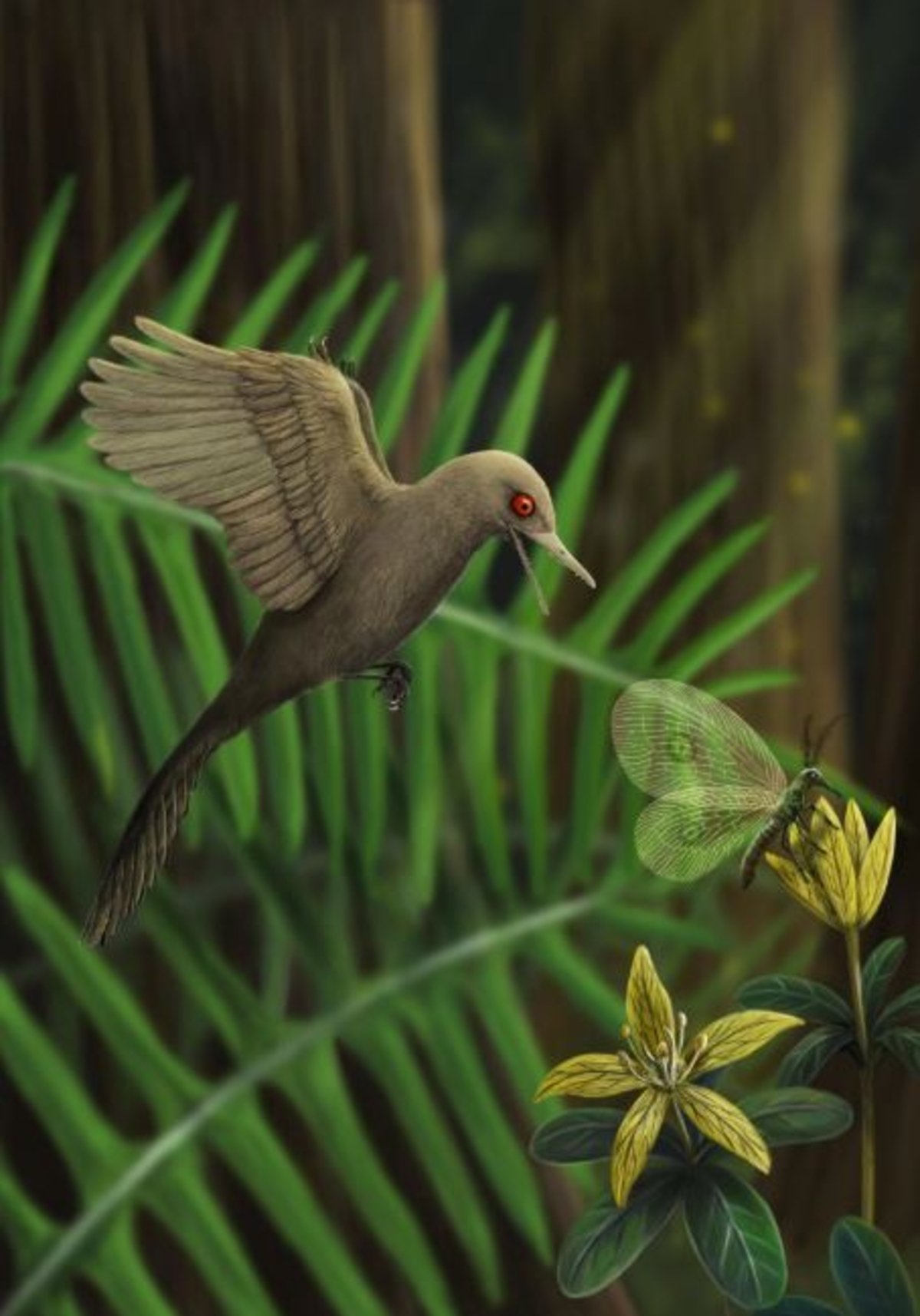Este dinosaurio se ha conservado 99 millones de años, y es más pequeño que un colibrí