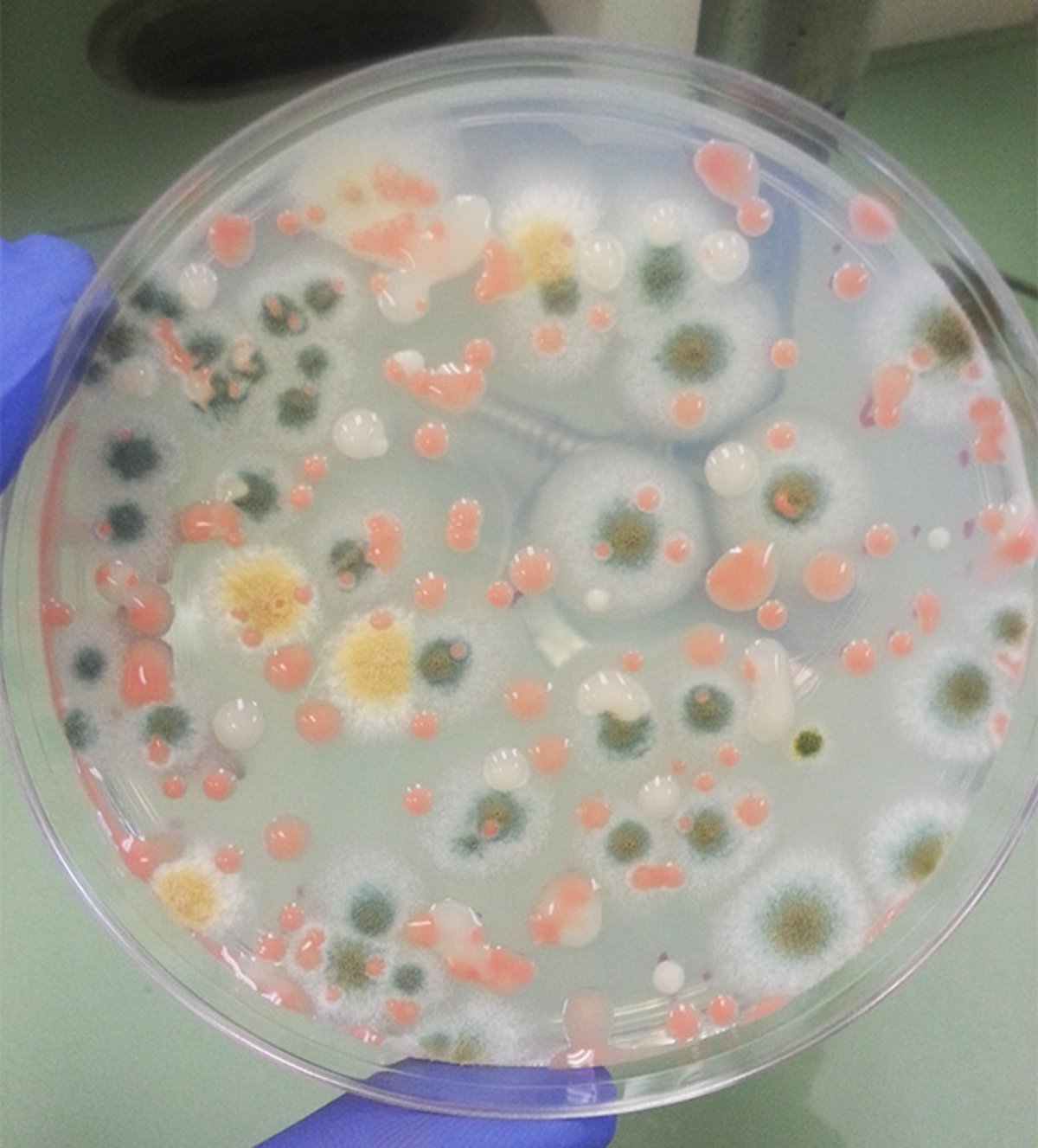 Cómo llegan las bacterias a la Estación Espacial, y por qué su agua está contaminada