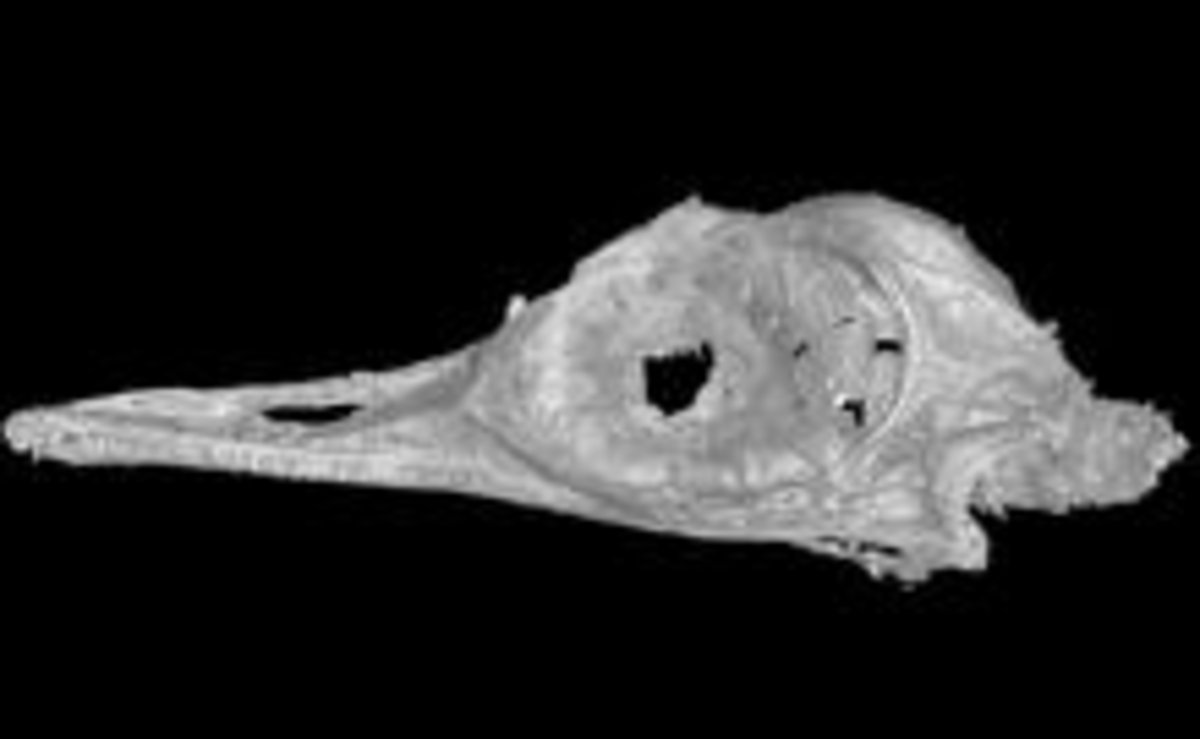 Este dinosaurio se ha conservado 99 millones de años, y es más pequeño que un colibrí