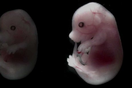 Embriones de animales con órganos humanos: el objetivo japonés para agilizar trasplantes