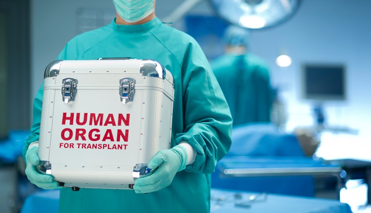 Embriones de animales con órganos humanos: el objetivo japonés para agilizar trasplantes