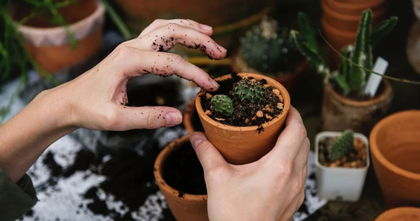 Cuida tus plantas y hazlas florecer con estas 5 aplicaciones para Android Cuida tus plantas y hazlas florecer con estas 5 aplicaciones para Android