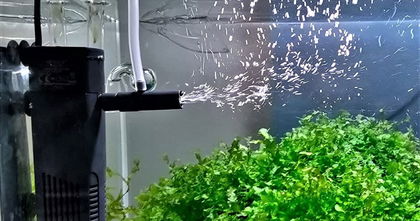 Con estos filtros para acuarios tus peces estarán en las mejores condiciones Con estos filtros para acuarios tus peces estarán en las mejores condiciones