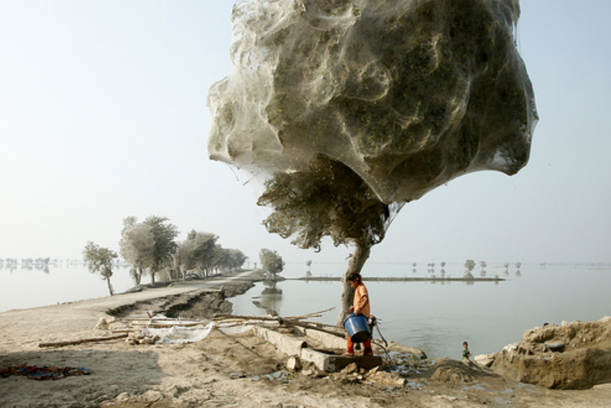 Arañas en Pakistan