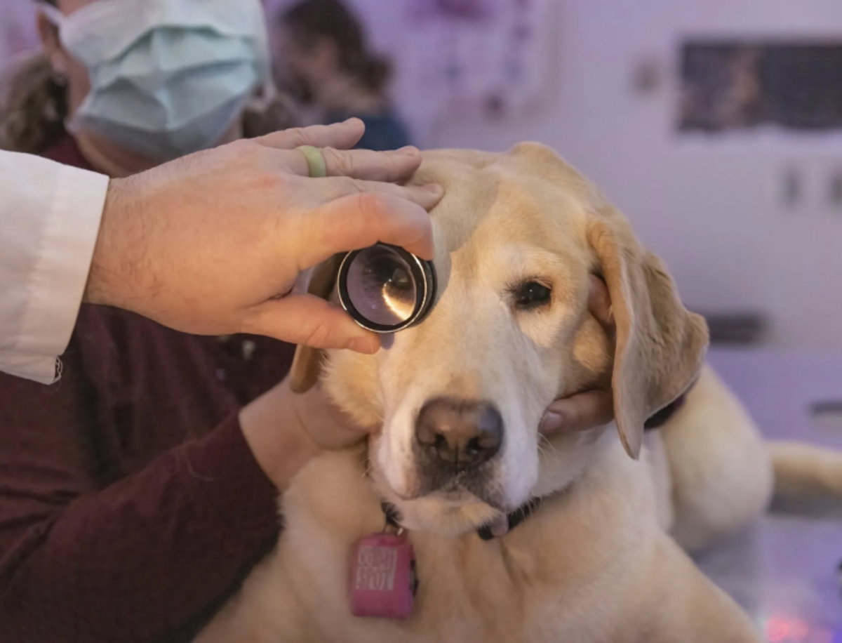 Bagel es uno de los primeros perros en probar las bondades de la pastilla antiedad
