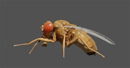 Este modelo 3D de una mosca está vivo: usa la biomecánica para romper la barrera de lo artificial y lo real
