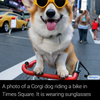 Corgi in New York