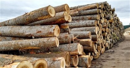 Esta innovadora técnica para "imprimir" madera puede ser la clave para luchar contra la deforestación