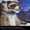 raccoon astronaut