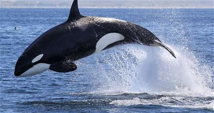 Una pareja orcas lleva años aterrorizando a los tiburones blancos de la costa de Sudáfrica