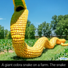 corn snake