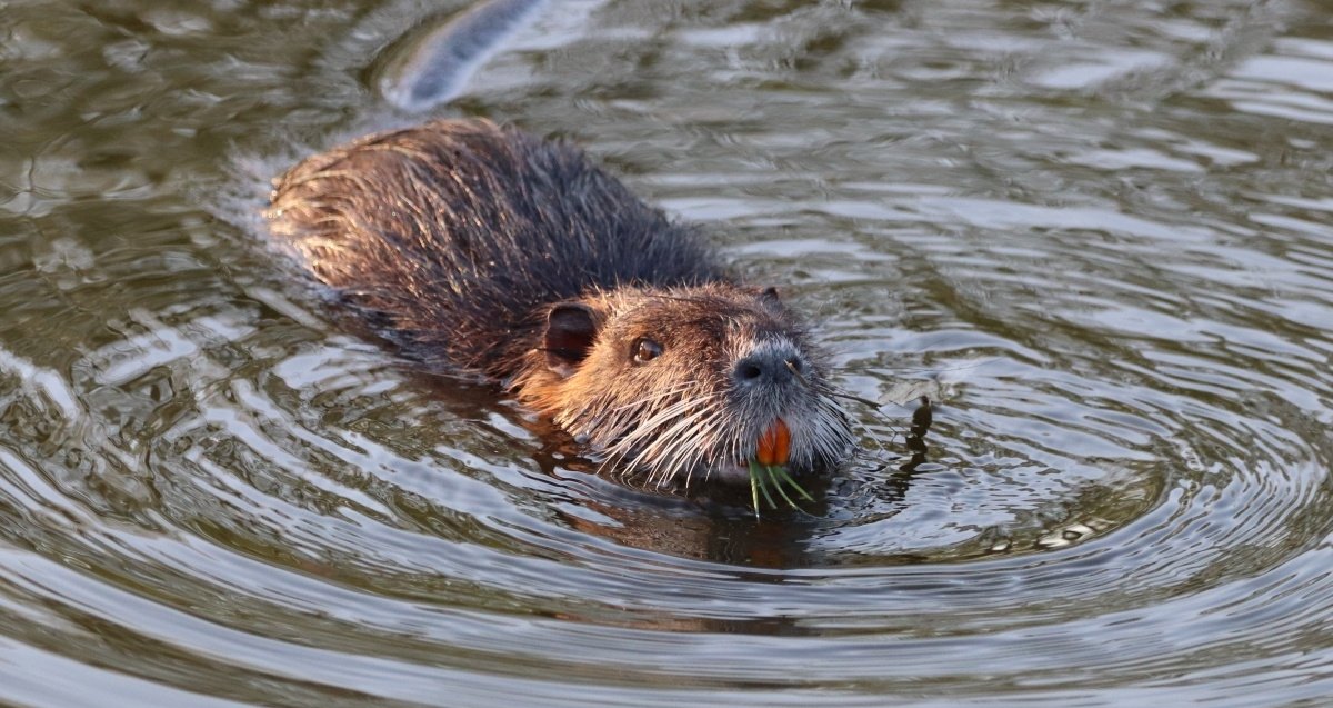 Beaver found responsible for Canada's last big power outage