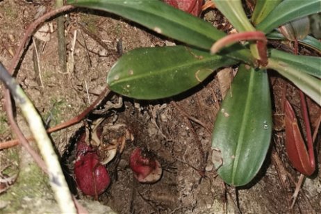 Esta es la nueva estrategia de una planta carnívora: atacar a los insectos bajo tierra