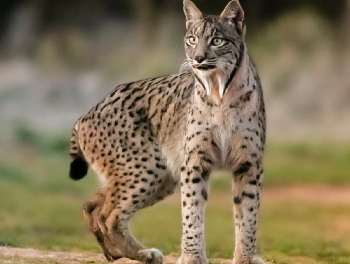 Lince Iberico 