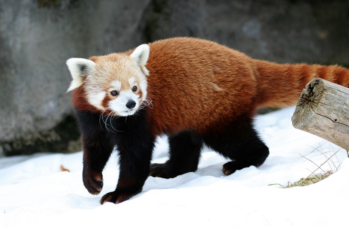 Panda Rojo