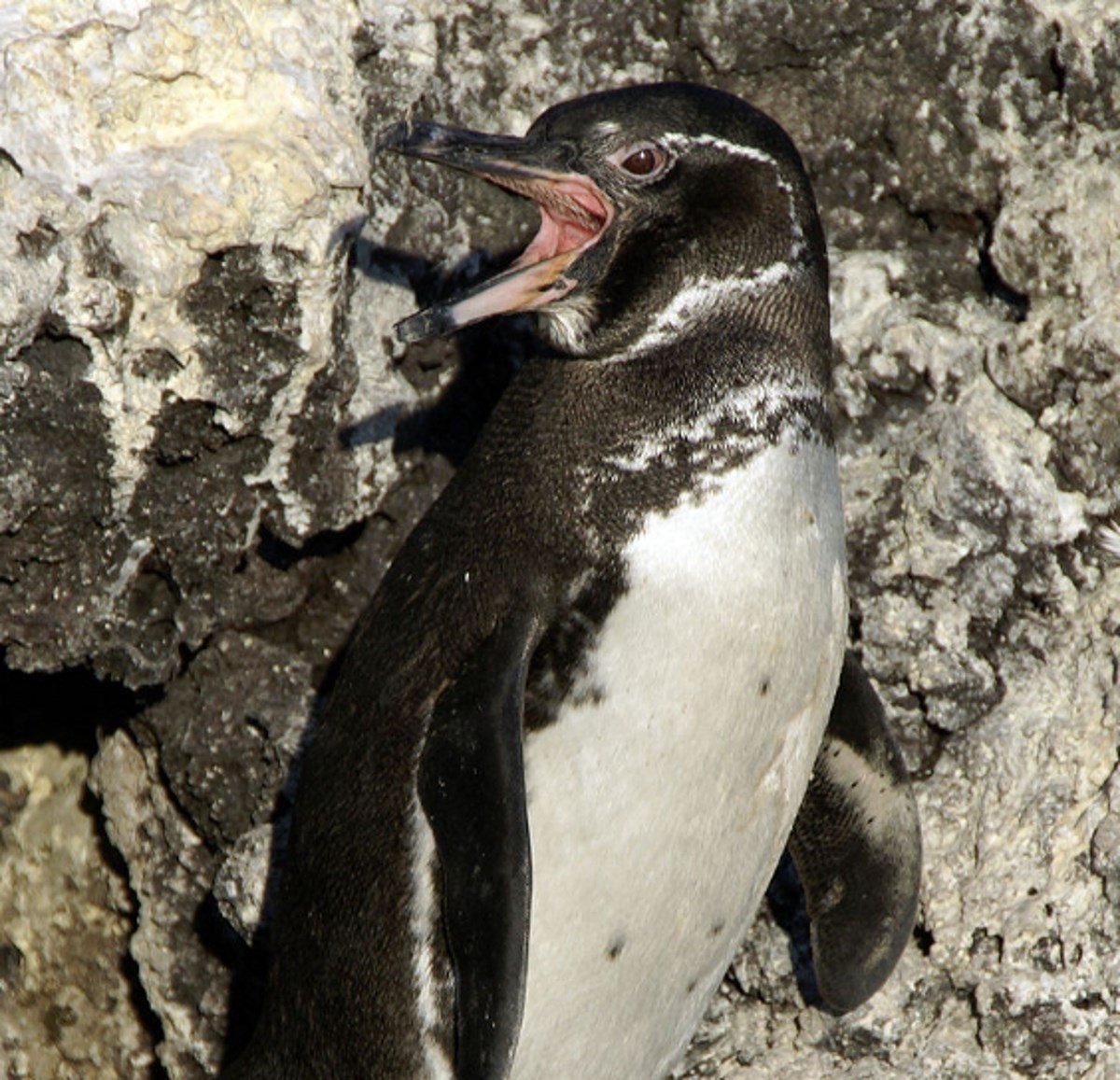 Pinguino de Galapagos