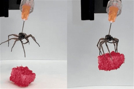 Este robot utiliza arañas muertas como si fuesen un gancho biomecánico: verlo funcionar es espeluznante