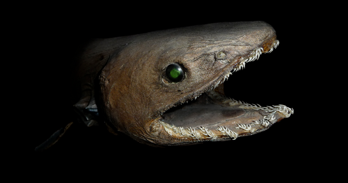 This is the eel shark, a sea monster with 300 teeth that seems to come