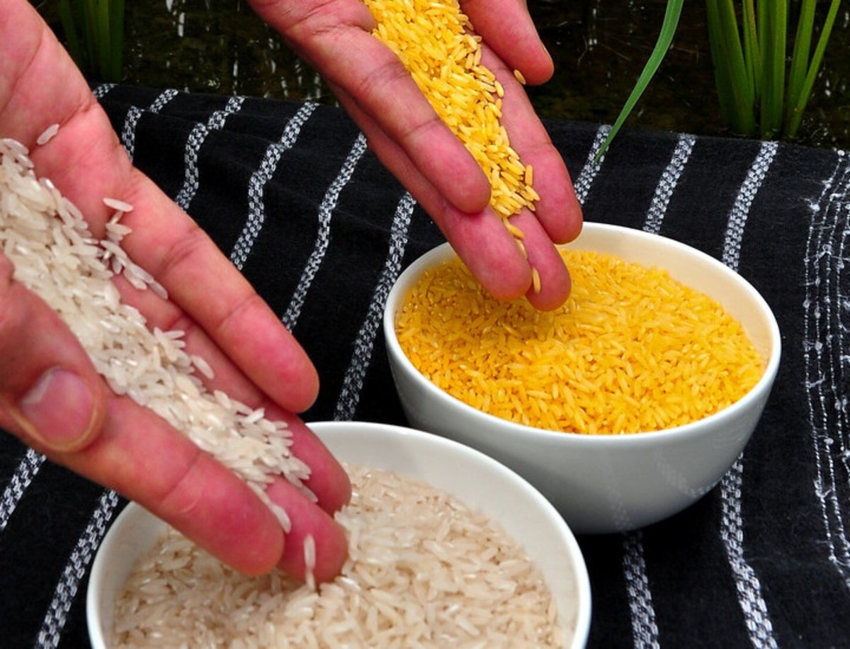 Estos cultivos de arroz "mutante" potencian la fotosíntesis y producen más alimento con menos fertilizante