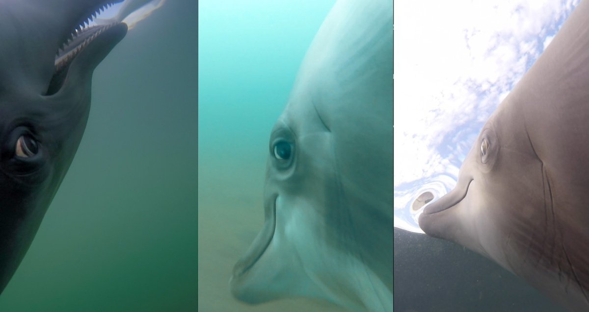 Las imágenes a bordo de los delfines son increíblemente extrañas