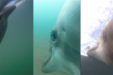 Este bizarro vídeo muestra el día a día de los delfines militares de EEUU mientras patrullan los mares