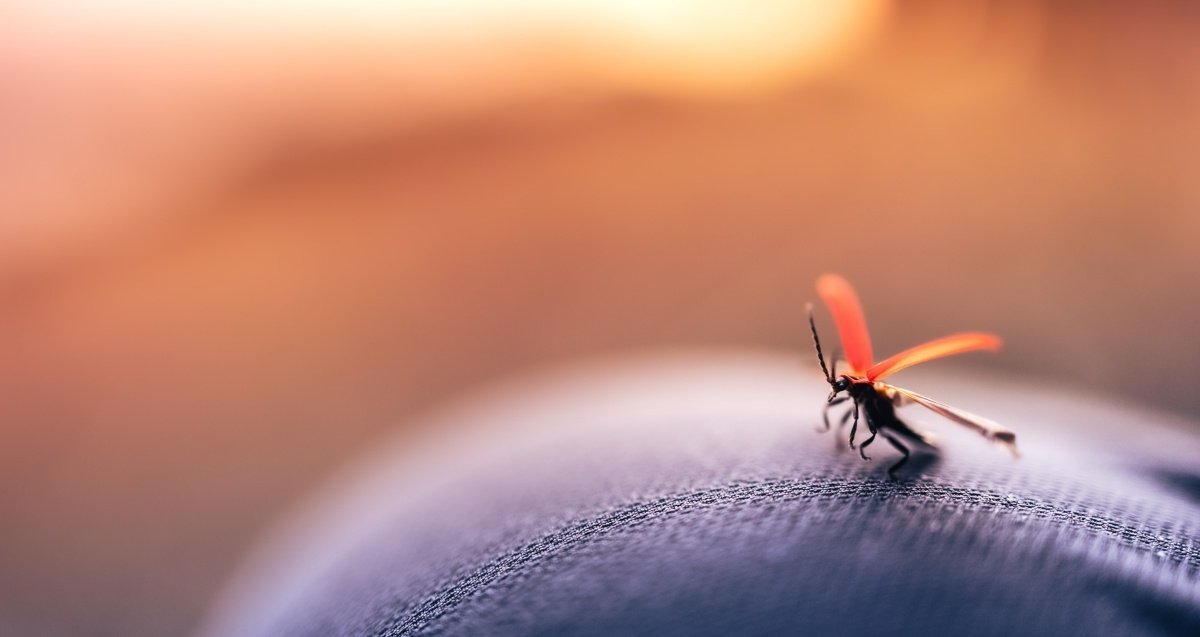 Los mosquitos podrían distinguir entre distintos factores para picar a una u otra persona